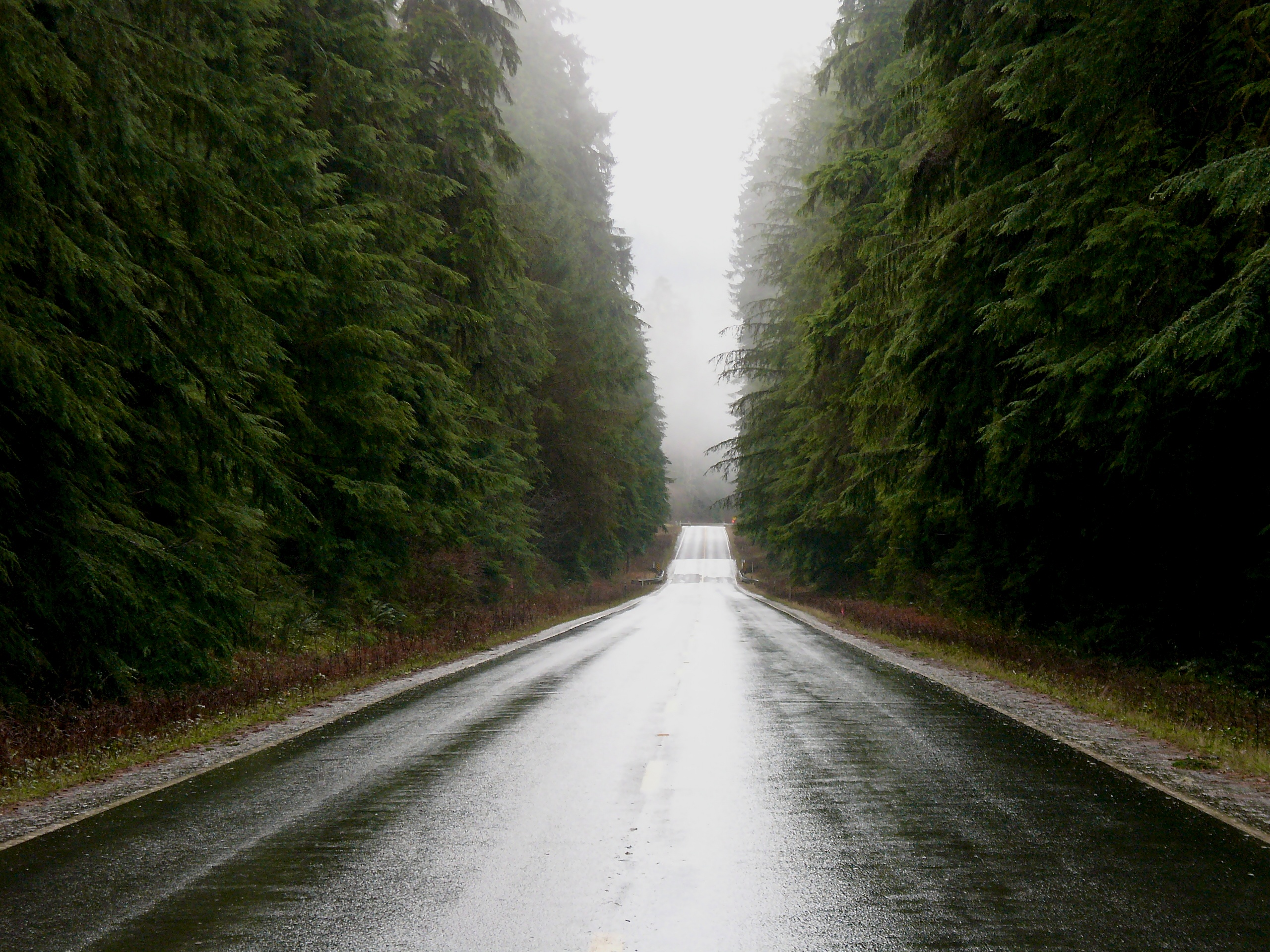 Misty old-growth temperate rainforest along US 101, Olympic Peninsula, Washington